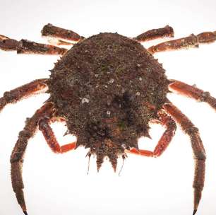 Por que caranguejos-aranha formam 'tapetes' no fundo do mar?