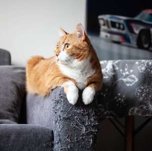 Seu gato arranha os móveis? Veja 7 explicações para esse comportamento