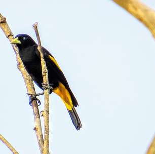 Que papagaio, que nada! O 'rei da voz' entre as aves é o xexéu