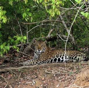 Dia do Pantanal: saiba tudo antes de conhecer