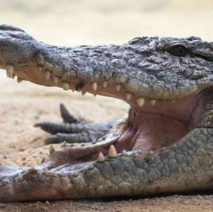 Por que as pessoas têm dentes de leite e dentes permanentes?