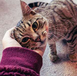 Gatos são grandes comunicadores, mas é preciso atenção para ser "fluente em gato"