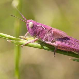 Gafanhotos cor de rosa: beleza rara e vida curta na natureza