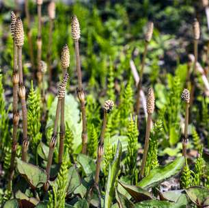 Planta de 400 milhões de anos cria "água alienígena" e reescreve o que sabemos sobre isótopos