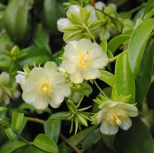 Projeto universitário leva conhecimento sobre PANCs ao Instagram