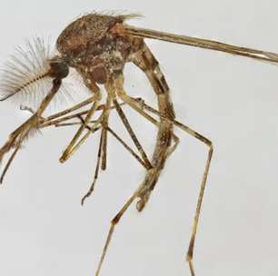 Acabou o sossego: Mosquitos aparecem na Islândia pela primeira vez
