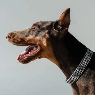 Cães territorialistas: entenda o instinto de proteção e como equilibrar comportamento e convivência