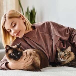 Estresse felino: como identificar e aliviar a ansiedade do seu gato