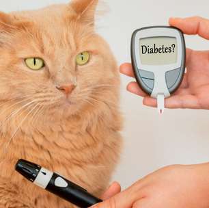 Cães e gatos também podem sofrer de diabetes; entenda melhor