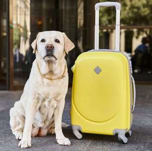 Pets também precisam de seguro de viagem; entenda