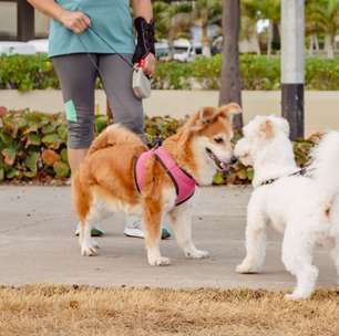 Seu cachorro é tímido? Veja 7 dicas para torná-lo mais sociável
