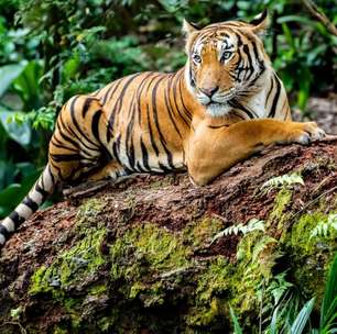 Maiores felinos do mundo: 8 curiosidades sobre os tigres