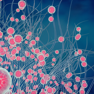 Mudanças ambientais estão potencializando efeitos negativos dos fungos na nossa saúde