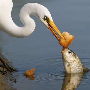Pássaro 'esperto' usa pão como isca e causa surpresa na web