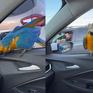 Arara pousa na janela de carro no DF e surpreende família