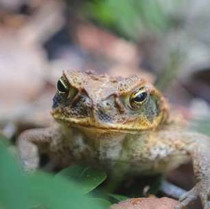 Sapo-cururu, tão comum no Brasil, virou uma praga na Austrália