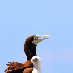 O lado cruel da natureza: entenda o siblicídio e se assuste