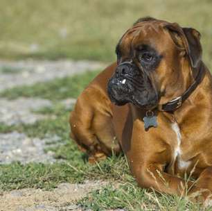 7 segredos do boxer que poucos donos conhecem
