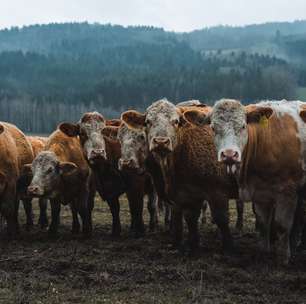 Uma rota rápida contra o aquecimento global que a COP 30 não pode ignorar