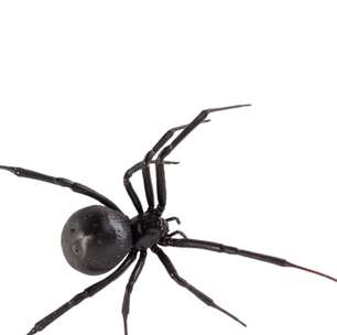 Quem venceria a batalha: 10 formigas soldados ou uma aranha viúva negra?