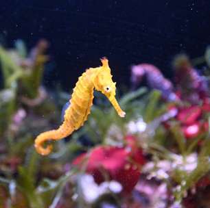 Cavalo-Marinho: tão lento que demora mais de um mês para nadar 1 km