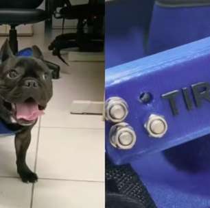 Cadeira de rodas feita por estudante de Engenharia ajuda cão paraplégico voltar a andar