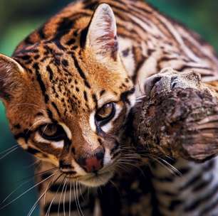 Jaguatirica: 7 curiosidades que todo amante da natureza precisa saber