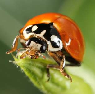 Joaninha: além de bela, traz lenda de bom presságio