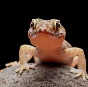 Por que as lagartixas podem ser aliadas no ambiente doméstico