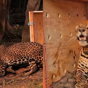 Onça resgatada à deriva no Amazonas é devolvida à natureza após se recuperar