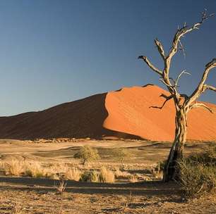 Cientistas descobrem fóssil de salamandra gigante que 'sugava' presas