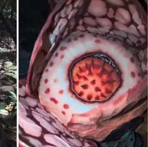 Cientistas encontram raríssima flor gigante na Indonésia e biólogo se emociona