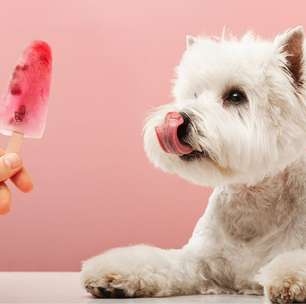 7 dicas para deixar o ambiente fresquinho para os pets no calor
