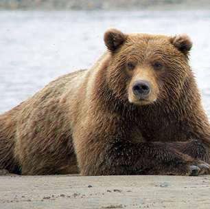 De boa sem acompanhantes: Esses animais se viram muito bem na solidão