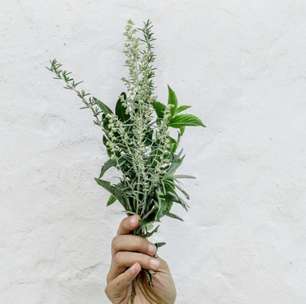 Duas lindas plantas que garantem uma casa sem pulgas ou carrapatos