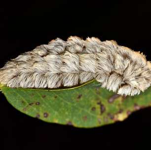 Queimadura por lagarta: riscos, primeiros socorros e como evitar acidentes