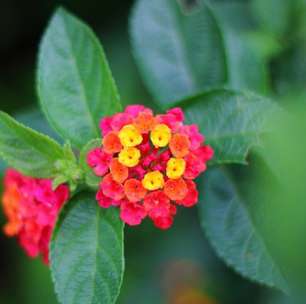 Muito mais fácil de cuidar do que os gerânios, esta linda planta também floresce o ano todo