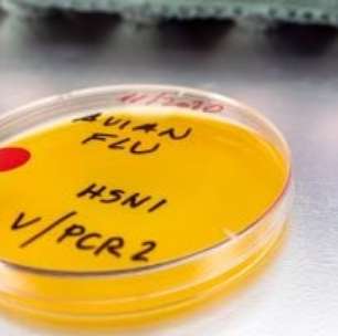 Gripe Aviária Mutante Pode Superar a Gravidade da Covid-19, Diz Instituto Pasteur