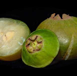 Sabores da Mata Atlântica chegam ao Mercadão de SP