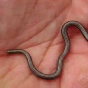 Menor cobra do planeta é 'redescoberta' em Barbados