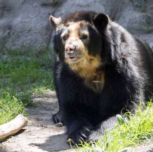 Por que o Brasil não tem ursos, enquanto outros países da América do Sul os possuem?