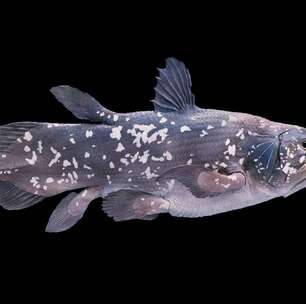 O peixe que sobreviveu aos dinossauros: conheça o celacanto