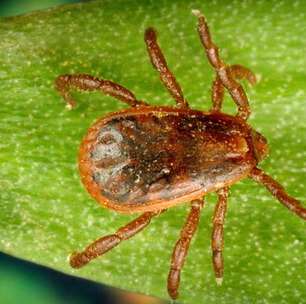 Primeira morte por alergia à carne, causada após picada de carrapato, é confirmada