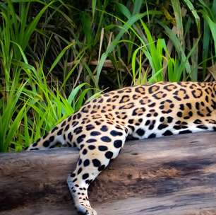 Leão não vive na selva. Então, quem é o verdadeiro rei das selvas?