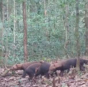 Pra quem não viu: Armadilha flagra cachorros-vinagre na mata; conheça essa espécie curiosa