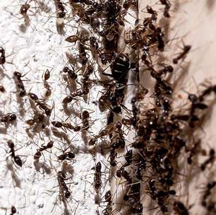 Mistério das formigas: afinal, elas dormem ou não?