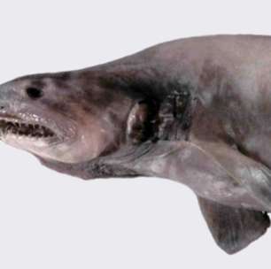 Tubarão-goblin: o enigmático "fóssil vivo" das profundezas oceânicas