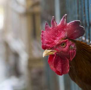 Gripe aviária H5: por que o vírus voltou ao centro das preocupações globais