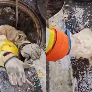 Bombeiros salvam gatinho preso em boca de lobo em BH