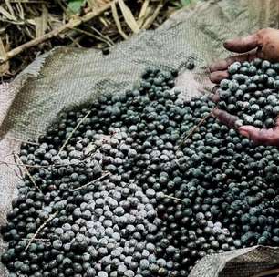 O que a COP30 serviu? E o que isso diz sobre a nossa comida e agricultura